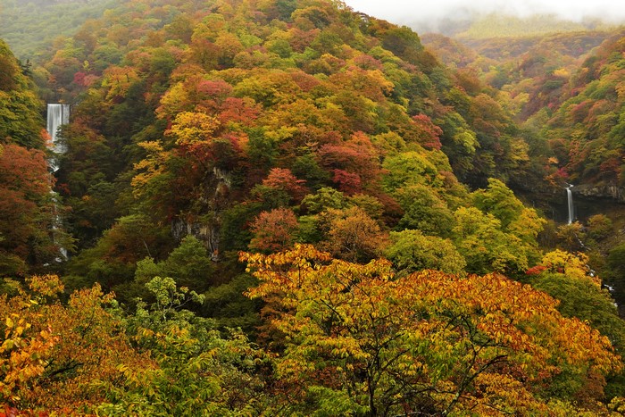 Autumn Forest with Waterfalls