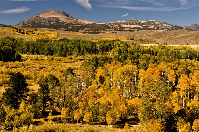 Autumn Mountains with Aspen Trees