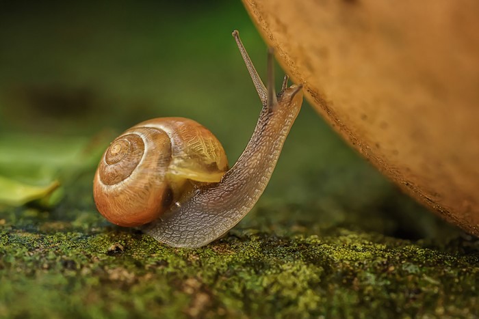 Snail on mossy surface with brown object