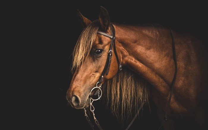 Brown horse with bridle on black background
