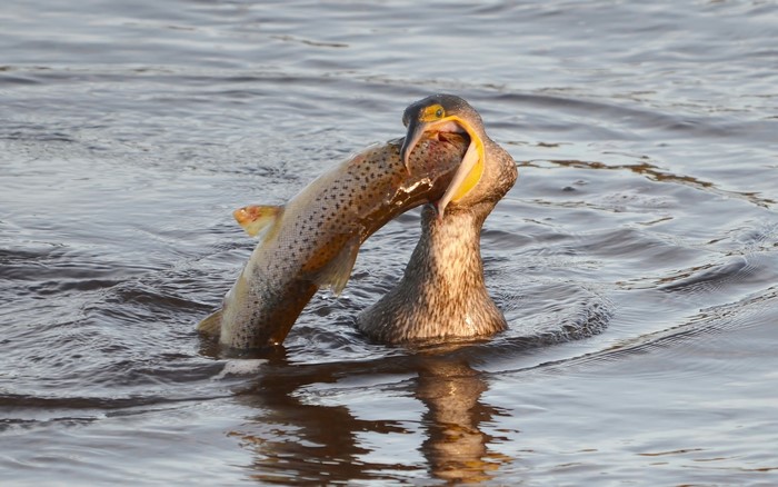 Cormorant eating a fish in the water