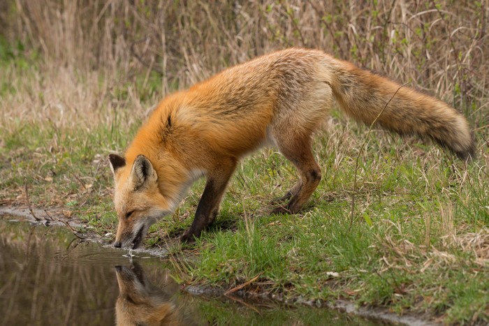 Red Fox Drinking Water from a Stream