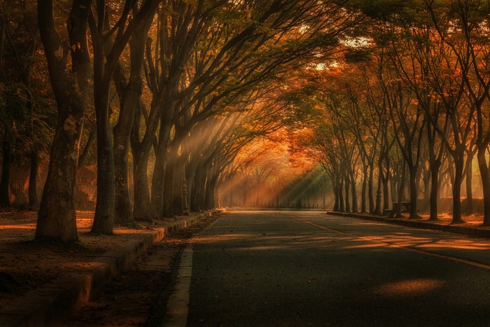 Tree-lined road with sun rays