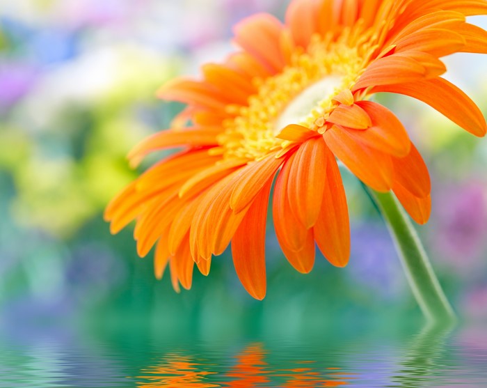 Orange Gerbera Daisy Reflected in Water