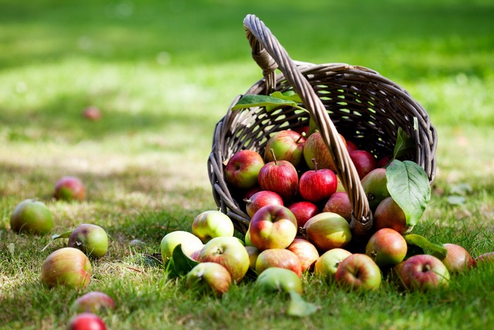 Apples in a Wicker Basket on Grass