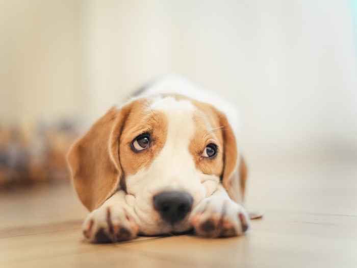 Beagle puppy lying on the floor