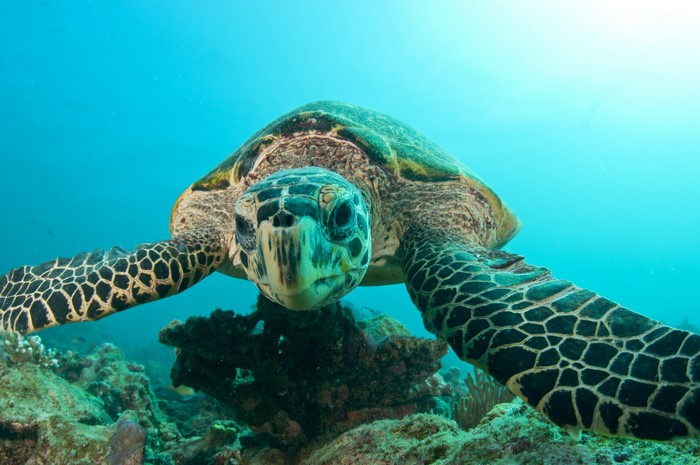 Hawksbill sea turtle swimming underwater near coral reef