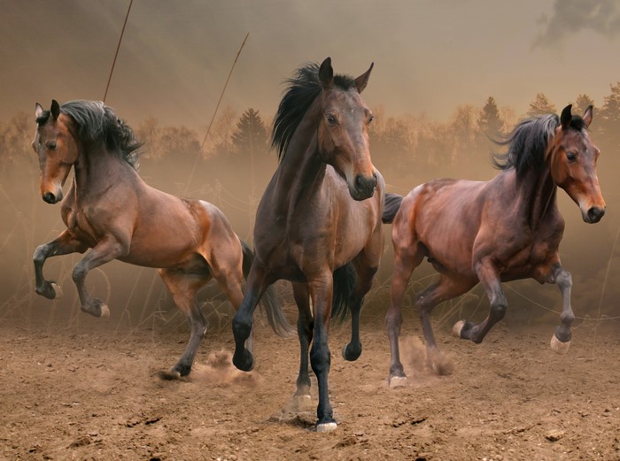 Three horses running in a dusty field