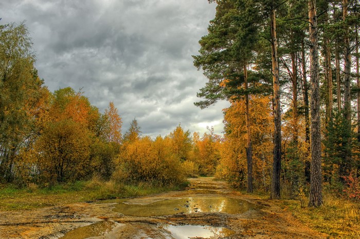 Autumn forest path with puddles and tall pine trees