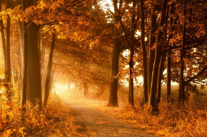 Autumn forest path with sun rays
