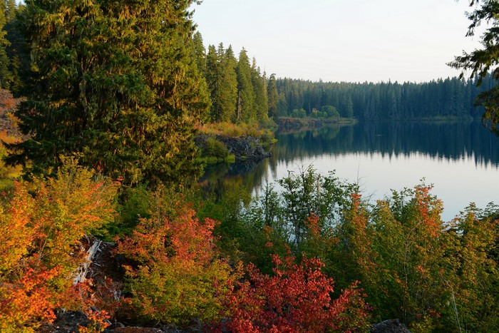 Autumn foliage by a lake in Clear Lake, Oregon