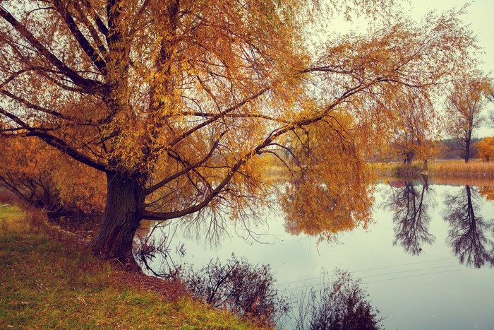 Autumn trees reflected in a river