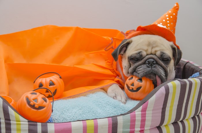 Pug in Halloween Costume with Pumpkin Buckets