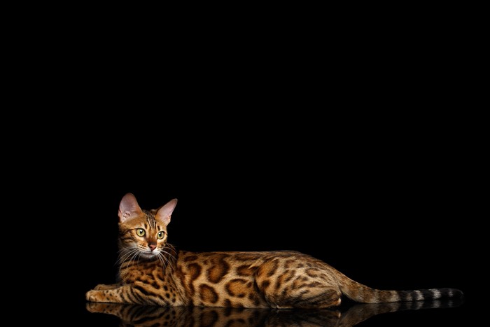 Bengal Cat with Leopard Spots on Black Background