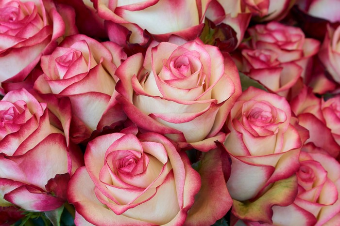 Close-up of bicolor roses with pink edges