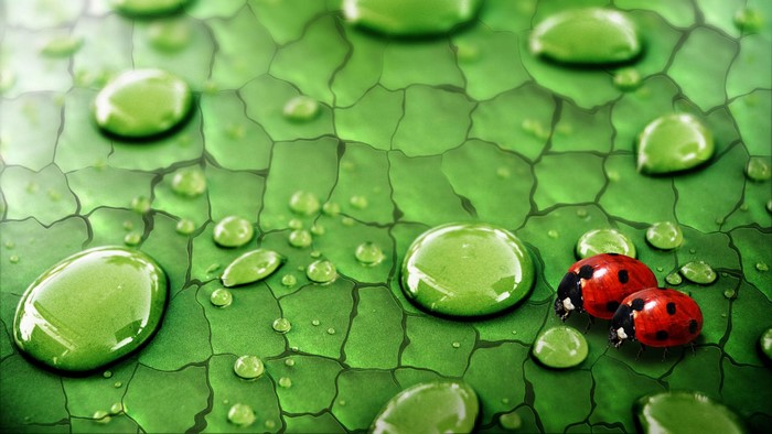 Ladybugs on a leaf with water drops