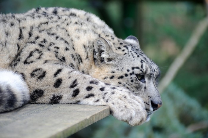 4K Snow Leopard Big Cat