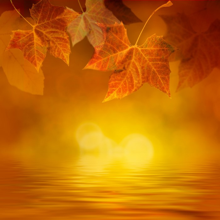 Autumn leaves reflected in water