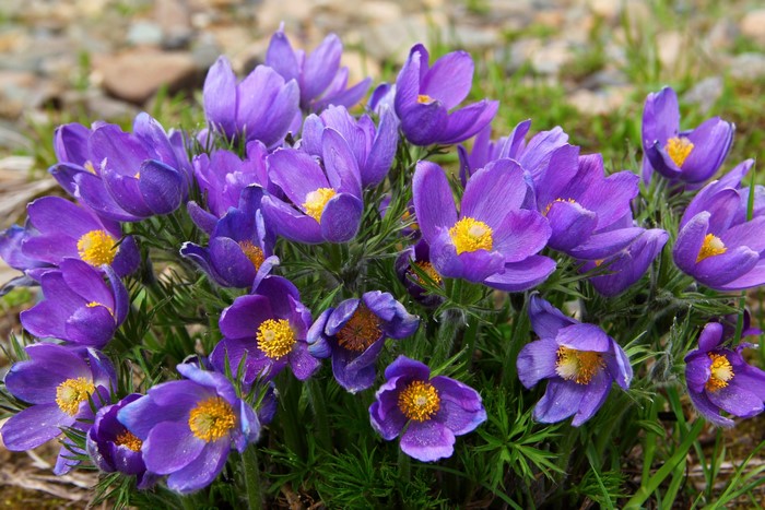 Purple Pulsatilla flowers with yellow centers