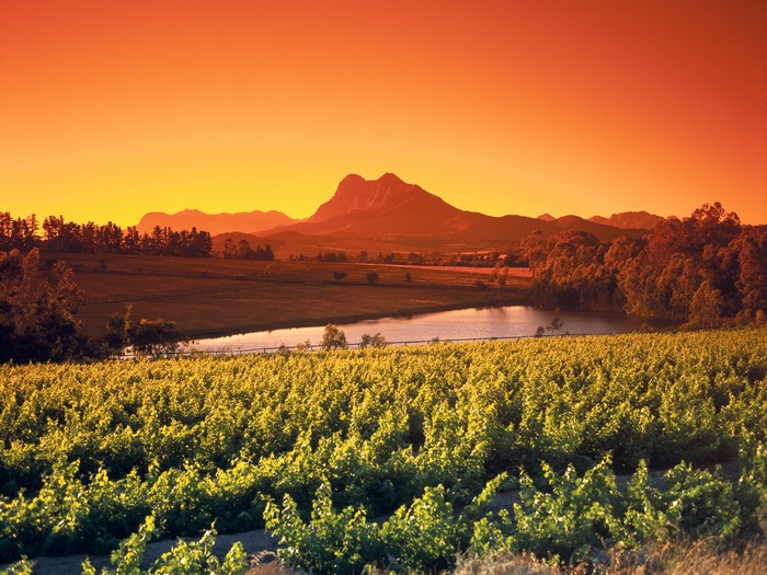Vineyard and pond at sunset with Simonsberg mountain