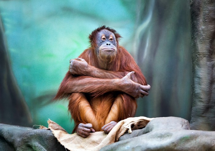 Orangutan sitting on a rock