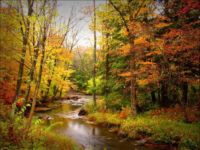 Autumn forest with a flowing river