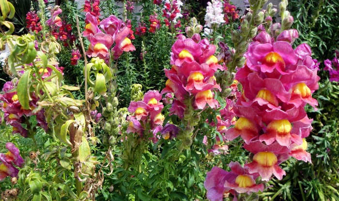 Pink and yellow snapdragons in a garden