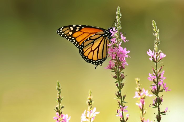 Monarch butterfly on pink flowers