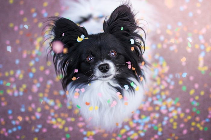 Black and white dog with confetti