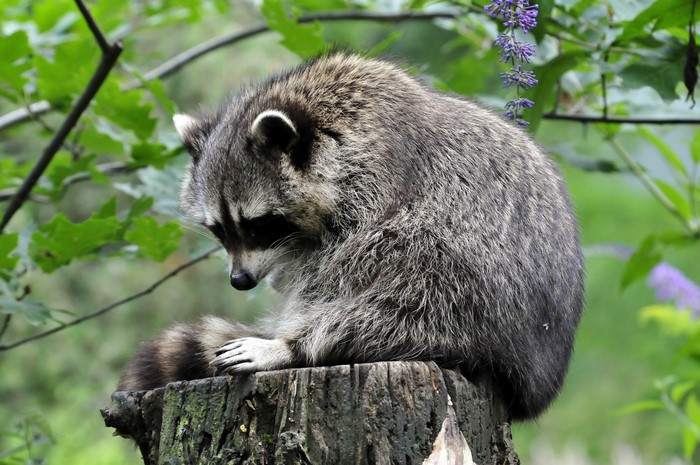 Raccoon sitting on a tree stump