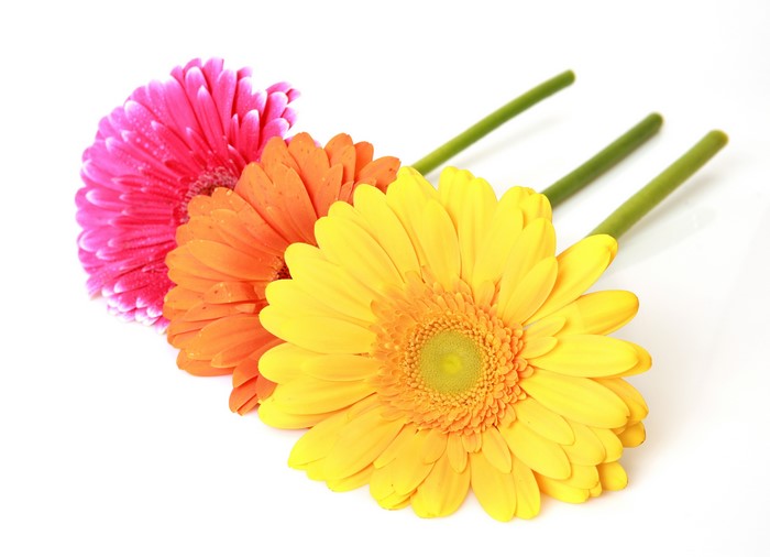 Three Gerberas on a White Background