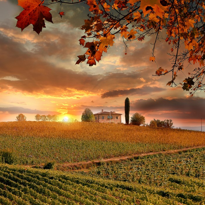 Tuscany Autumn Sunset over Fields and Vineyard