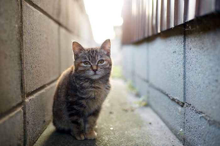 Tabby cat sitting between two walls