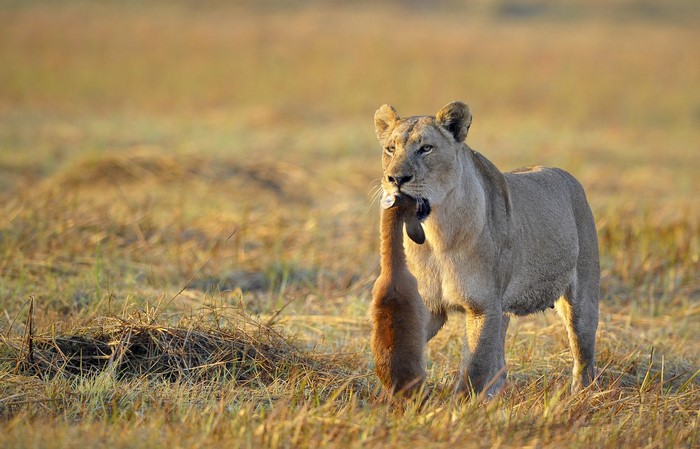 Lioness carrying prey in grassy field