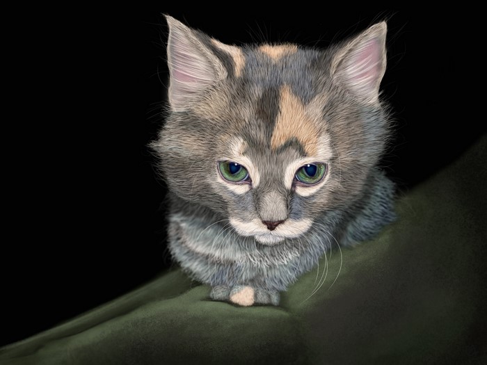A grey kitten with green eyes on a dark background