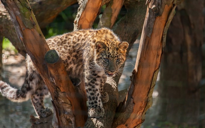Leopard cub climbing on a tree