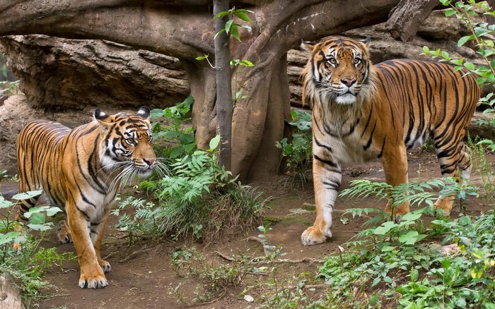 Two tigers in a forest habitat