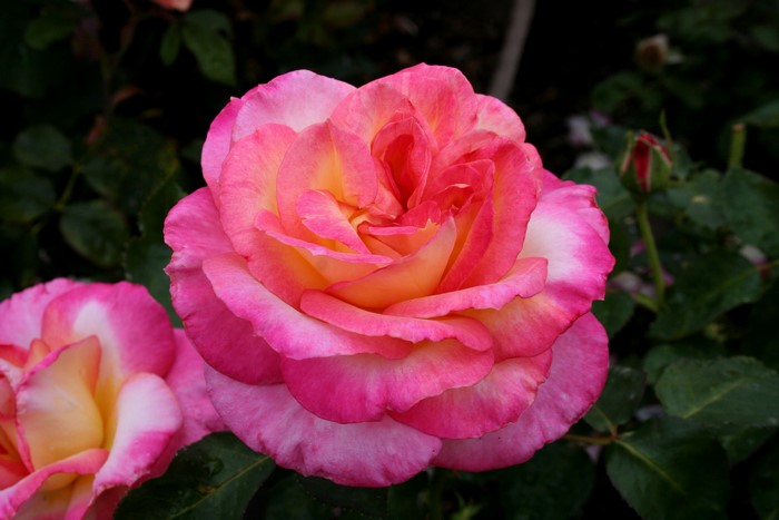 Close-up of a pink and yellow rose