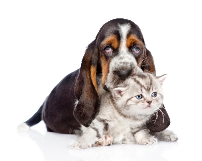 Basset Hound puppy and kitten on white background