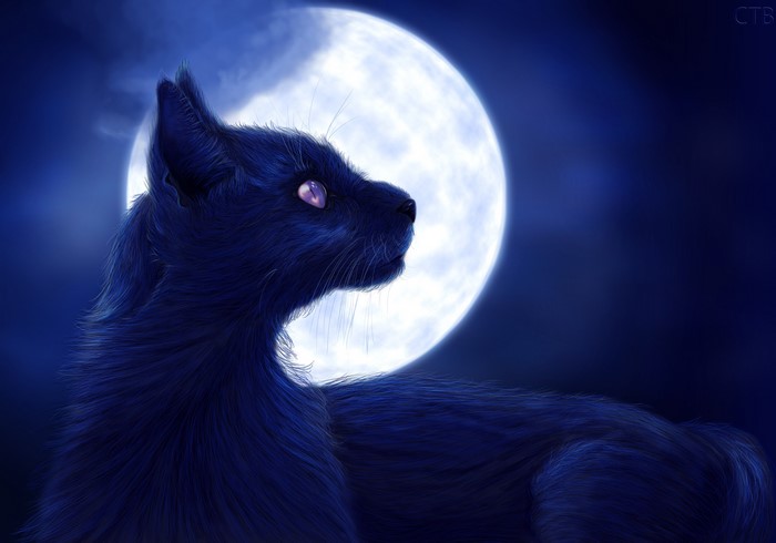 Black cat in front of a full moon