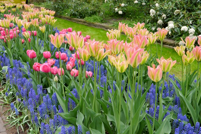 Pink and green tulips with blue hyacinths in a garden
