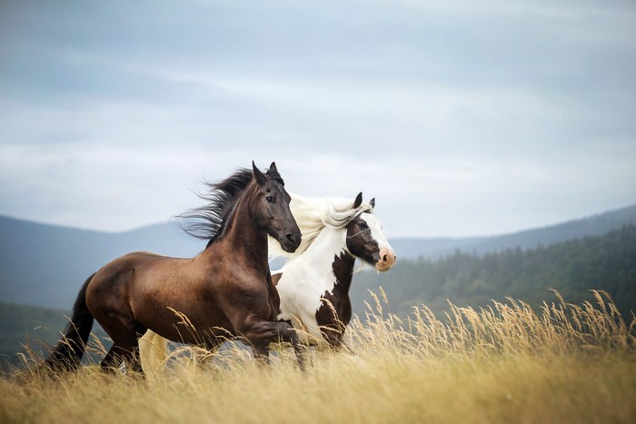 Two horses running through tall grass