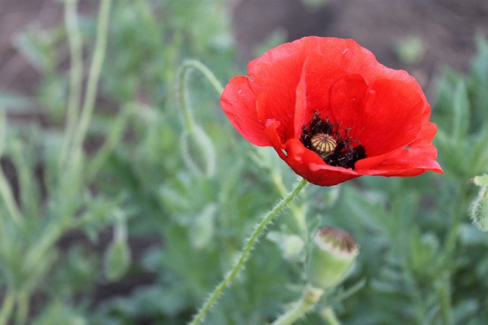 Red Poppy Flower