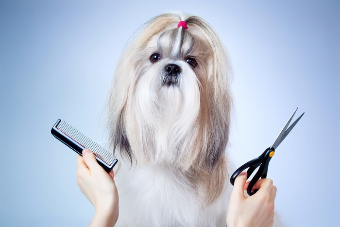 Shih Tzu dog with grooming tools