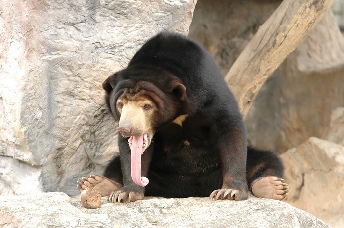 Malayan sun bear with long tongue