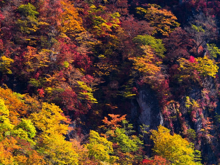 4K Autumn Trees on a Crag