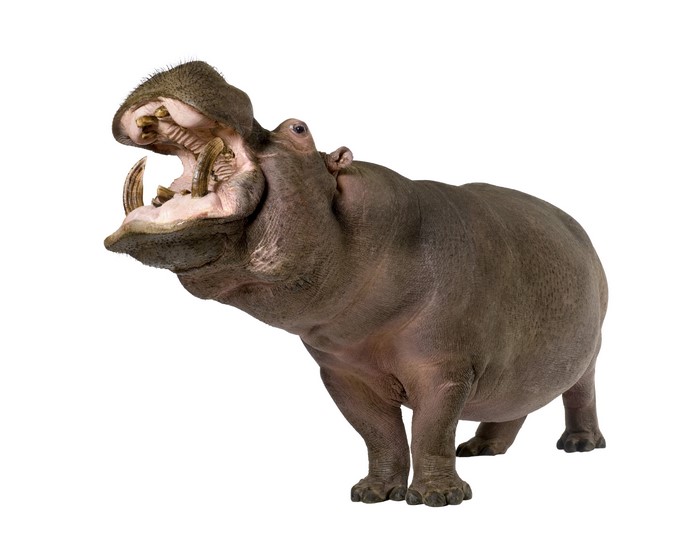 Hippos on white background
