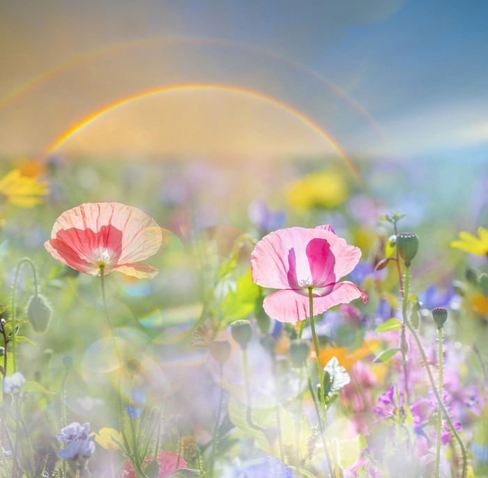 Field of Poppies with Rainbow
