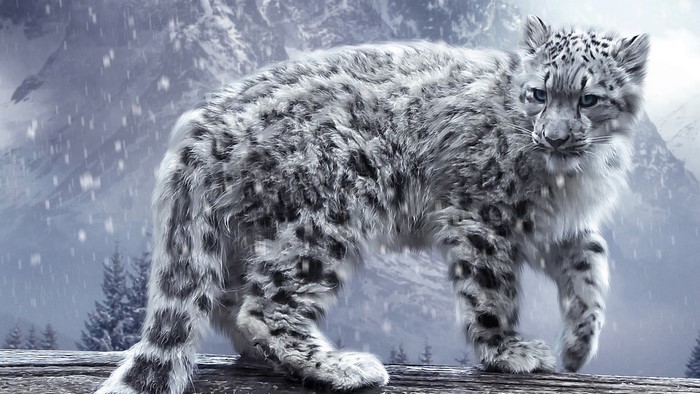 Snow leopard in a snowy mountain landscape