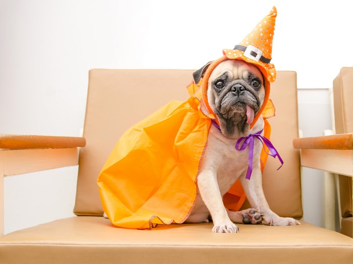 Pug in a Halloween Witch Costume